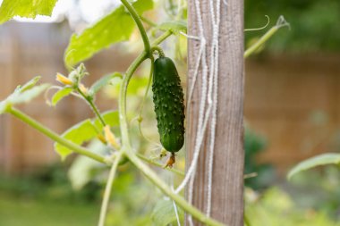 Bahçede büyüyen genç yeşil salatalık