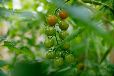 Bahçedeki domatesleri kapatın.