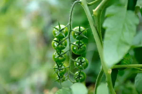 Grüne Tomaten Hängen Einem Strauch — Stockfoto