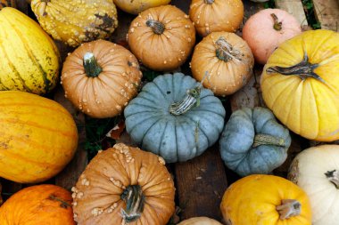 Kabak ve kabak koleksiyonu