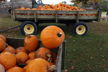 Büyük olgun portakal kabakları yığını