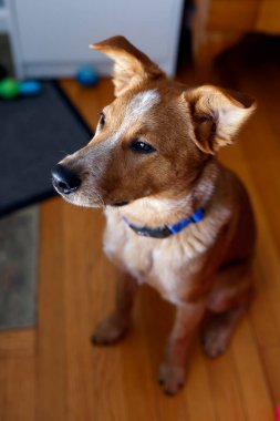 Tatlı kırmızı köpek portresi