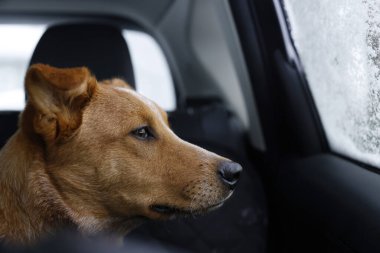 Tatlı kırmızı köpek portresi