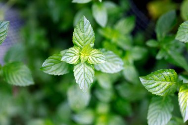 close up of fresh mint leaves on plant in garden. clipart