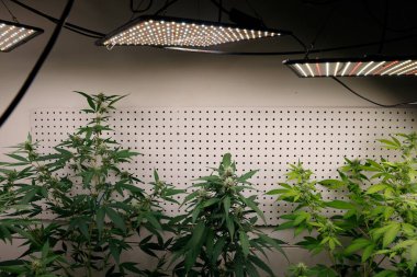 Tıbbi bir laboratuvarda kenevir keneviri bitkileri.