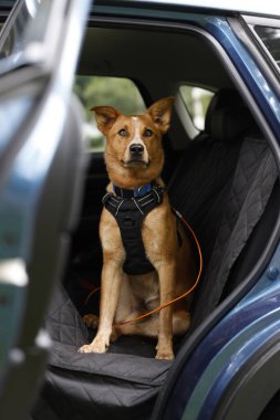 Siyah köpek arabada.