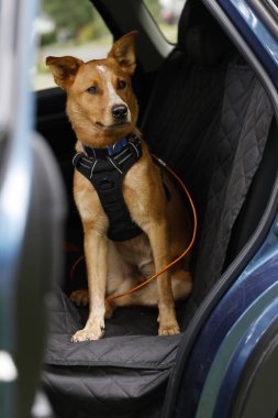Köpek arabada.