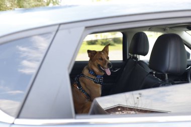 Köpek koltukta oturuyor.