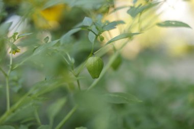 Bahçedeki taze domatesleri kapatın.