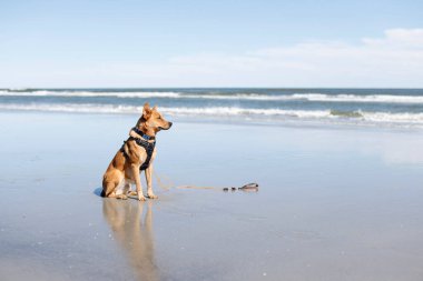Baltık denizinde sahilde bir köpek.