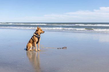 Kumsaldaki köpek. Nova Scotia ördek paralı av köpeği