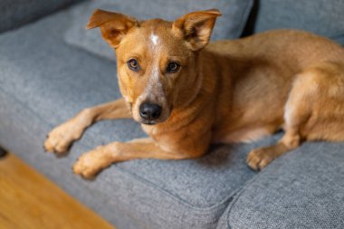 Tatlı Red Heeler Avustralya Sığır Köpeği Sadık, Oyuncu ve Fotojenik Aile Evcil Hayvanı