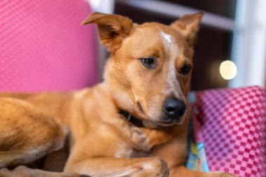 Tatlı Red Heeler Avustralya Sığır Köpeği Sadık, Oyuncu ve Fotojenik Aile Evcil Hayvanı