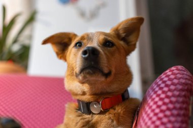 Tatlı Red Heeler Avustralya Sığır Köpeği Sadık, Oyuncu ve Fotojenik Aile Evcil Hayvanı