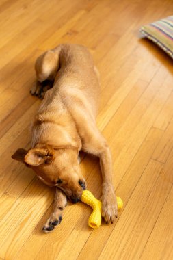 Sarı köpek yerde uzanıyor ve uyuyor..