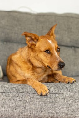 Köpek evde koltukta yalan.