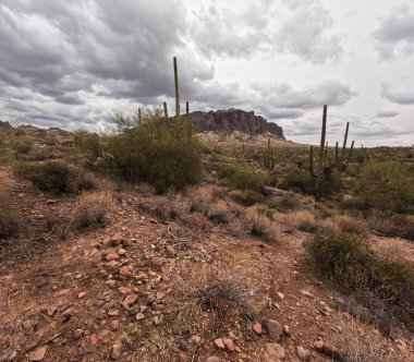 Kaktüs, bulutlu gökyüzü olan bir çölde büyüyor.