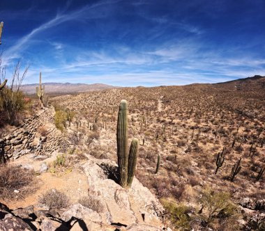 Kaktüs, bulutlu gökyüzü olan bir çölde büyüyor.