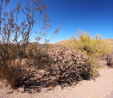 Güneşli bir günde, mavi gökyüzünün altındaki dağlarda yetişen güzel bitkiler.