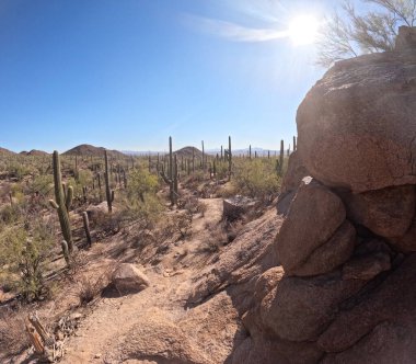 Çöl manzarasında büyüyen kaktüsler.