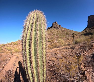 Çöl manzarasında büyüyen kaktüsler.