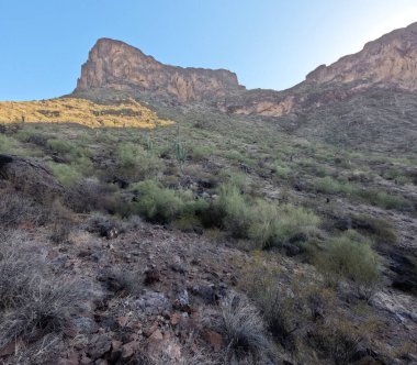 Çöl manzarasında büyüyen kaktüsler.