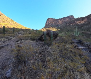Çöl manzarasında büyüyen kaktüsler.