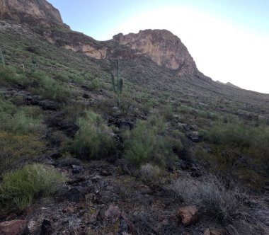 Çöl manzarasında büyüyen kaktüsler.