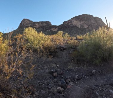 Güneşli bir günde, mavi gökyüzünün altındaki dağlarda yetişen güzel bitkiler.