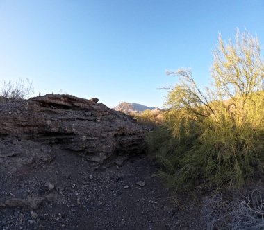 Güneşli bir günde, mavi gökyüzünün altındaki dağlarda yetişen güzel bitkiler.