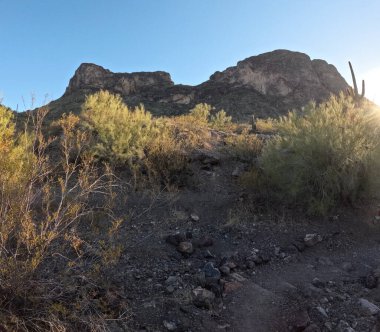 Güneşli bir günde, mavi gökyüzünün altındaki dağlarda yetişen güzel bitkiler.