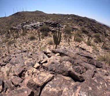 Çöl manzarasında büyüyen kaktüsler.
