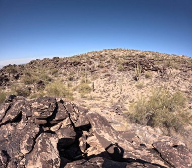 Çöl manzarasında büyüyen kaktüsler.