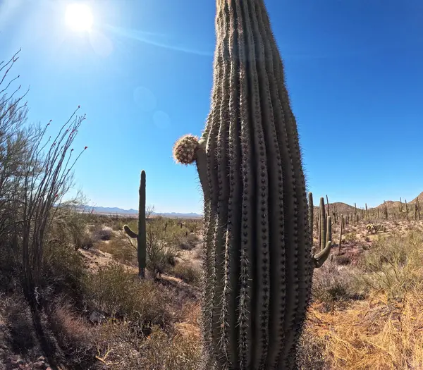 Çöl manzarasında büyüyen kaktüsler.