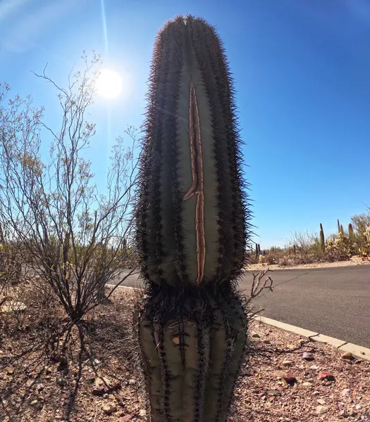 Çöl manzarasında büyüyen kaktüsler.