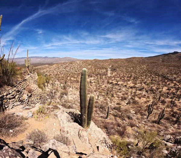 Kaktüs, bulutlu gökyüzü olan bir çölde büyüyor.