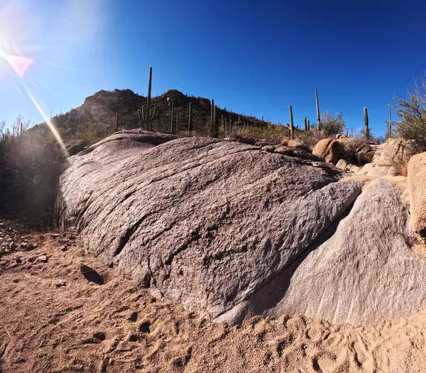 Çöl manzarasında büyüyen kaktüsler.