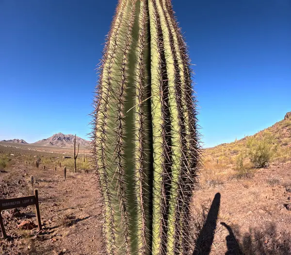 Çöl manzarasında büyüyen kaktüsler.