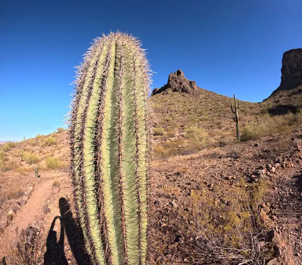 Çöl manzarasında büyüyen kaktüsler.