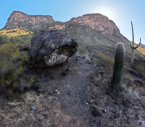 Çöl manzarasında büyüyen kaktüsler.