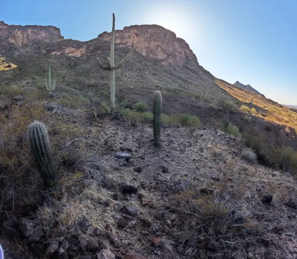 Çöl manzarasında büyüyen kaktüsler.