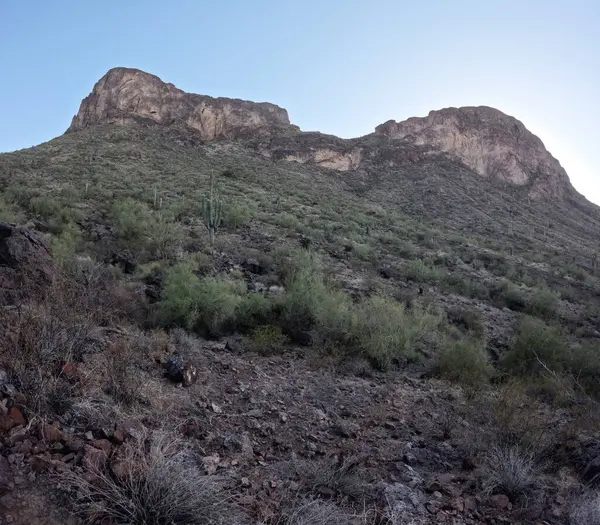 Çöl manzarasında büyüyen kaktüsler.