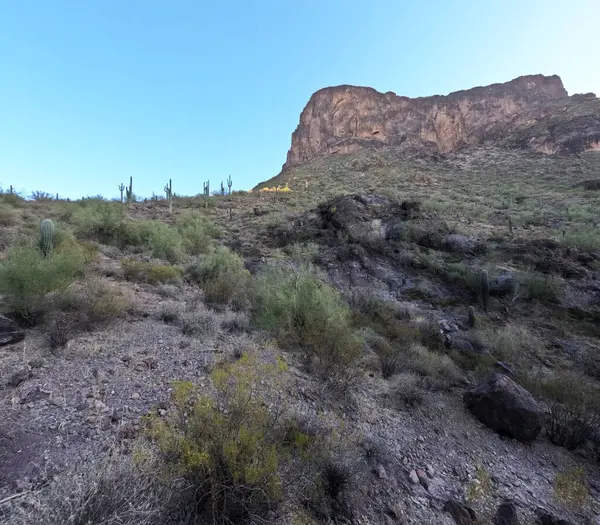 Çöl manzarasında büyüyen kaktüsler.