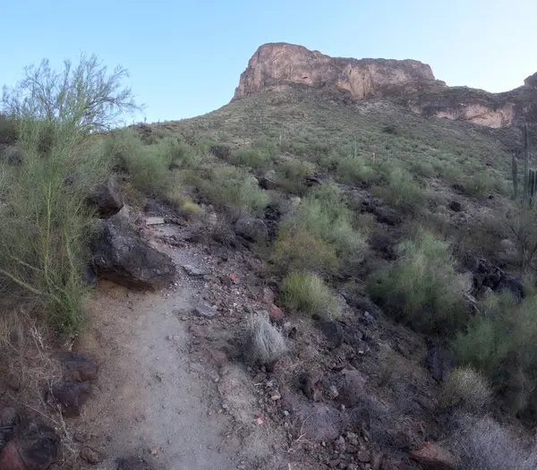 Güneşli bir günde, mavi gökyüzünün altındaki dağlarda yetişen güzel bitkiler.
