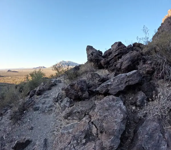 Güneşli bir günde, mavi gökyüzünün altındaki dağlarda yetişen güzel bitkiler.