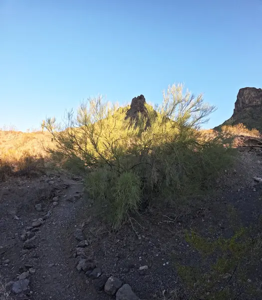 Güneşli bir günde, mavi gökyüzünün altındaki dağlarda yetişen güzel bitkiler.
