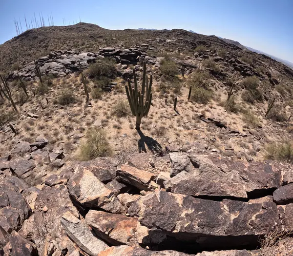 Çöl manzarasında büyüyen kaktüsler.