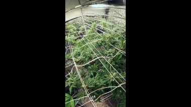Serada marihuana yaprakları.