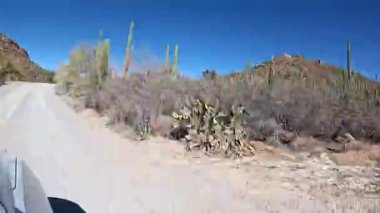 Tucson, Arizona yakınlarındaki Saguaro Ulusal Parkı 'nı ziyaret ediyorum. Sonoran Çölü ve Araba Penceresinden Kaktüsler.