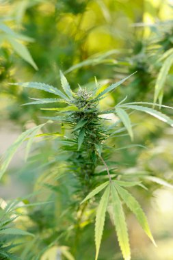 Kenevir fabrikasını kapatın.